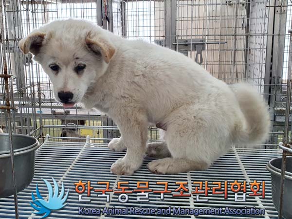 한국동물구조관리협회_441560202300600
